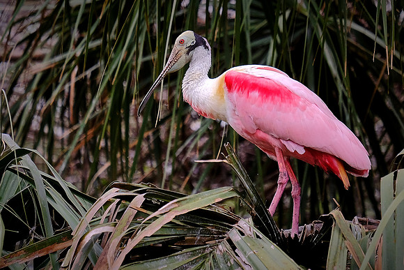 St. Augustine Alligator Farm, FL