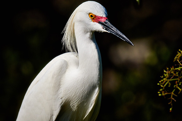 St. Augustine Alligator Farm, FL