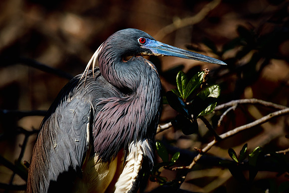 St. Augustine Alligator Farm, FL