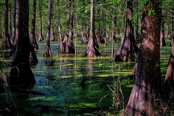 Lake Martin Cypress-Tupelo Swamp, Louisiana