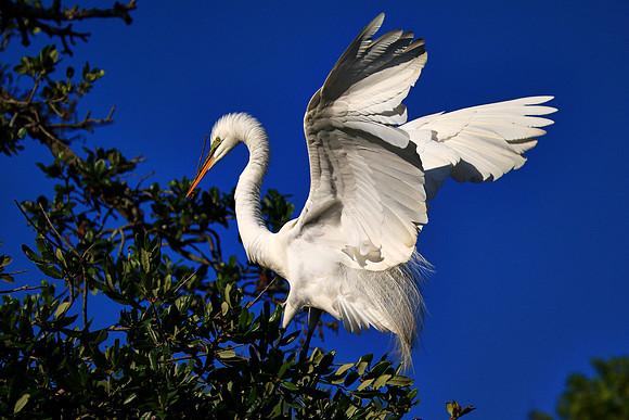 St. Augustine Alligator Farm, FL