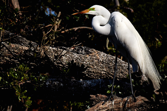 St. Augustine Alligator Farm, FL