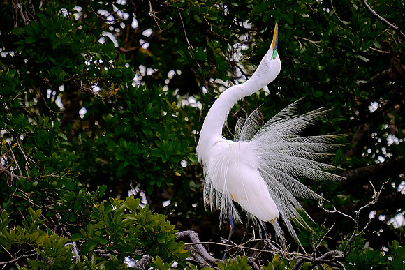 St. Augustine Alligator Farm, FL