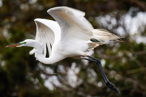 St. Augustine Alligator Farm, FL