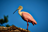 2017 March - Alligator Farm Wading Birds, FL