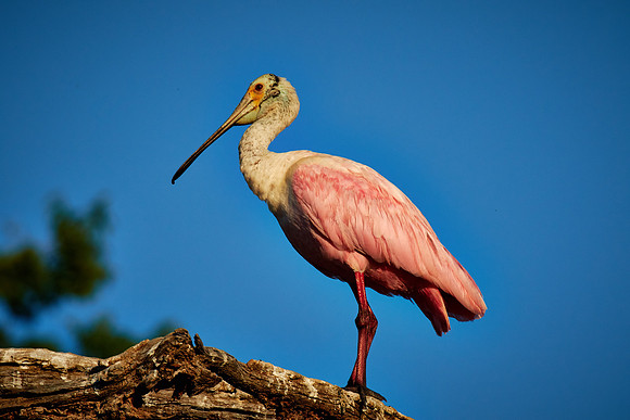 St. Augustine Alligator Farm, FL