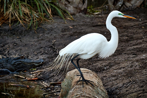 St. Augustine Alligator Farm, FL
