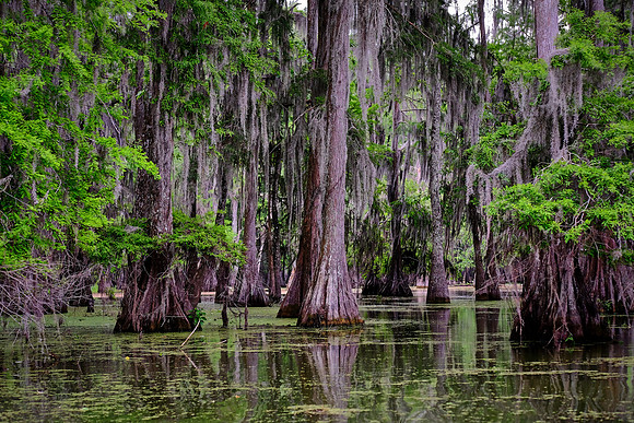 Lake Martin Cypress-Tupelo Swamp, Louisiana