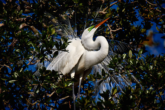 St. Augustine Alligator Farm, FL