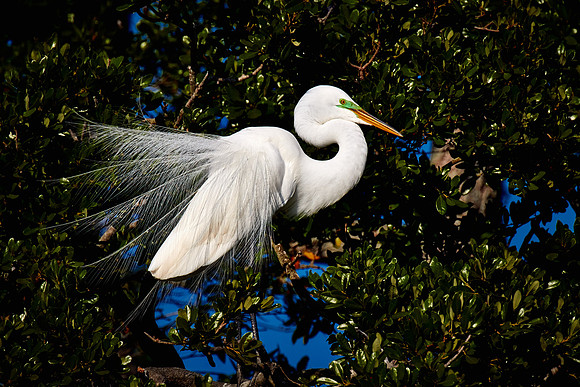 St. Augustine Alligator Farm, FL