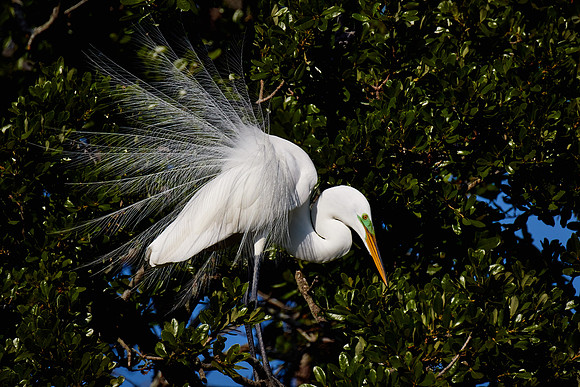 St. Augustine Alligator Farm, FL