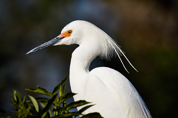 St. Augustine Alligator Farm, FL
