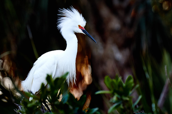 St. Augustine Alligator Farm, FL