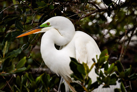 St. Augustine Alligator Farm, FL