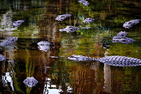 St. Augustine Alligator Farm, FL