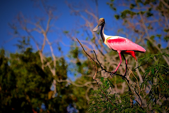 St. Augustine Alligator Farm, FL