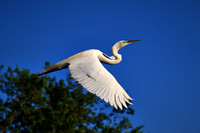 2017 March - Alligator Farm Wading Birds, FL
