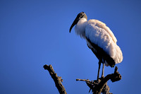 2017 March - Alligator Farm Wading Birds, FL