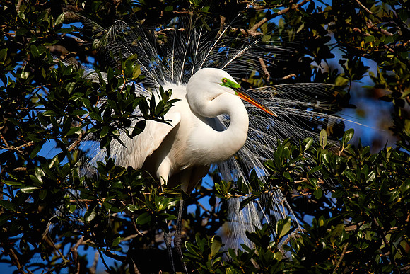 St. Augustine Alligator Farm, FL