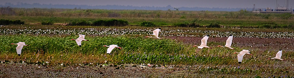 Cameron Prairie National Wildlife Refuge, Louisiana
