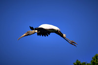 2017 March - Alligator Farm Wading Birds, FL