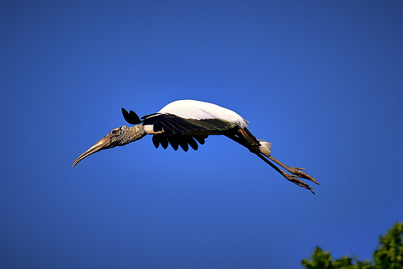 St. Augustine Alligator Farm, FL