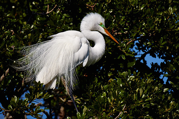 St. Augustine Alligator Farm, FL