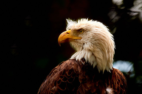 Captive Bald Eagle, Grandfather Mt. State Park, Blue Ridge Mountains, NC