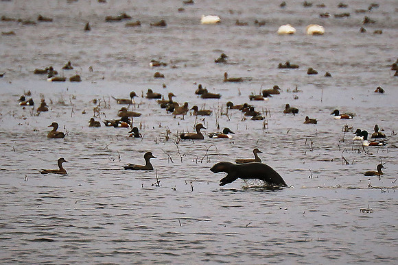 Otter jumping, Mattamuskeet National Wildlife Refuge, NC