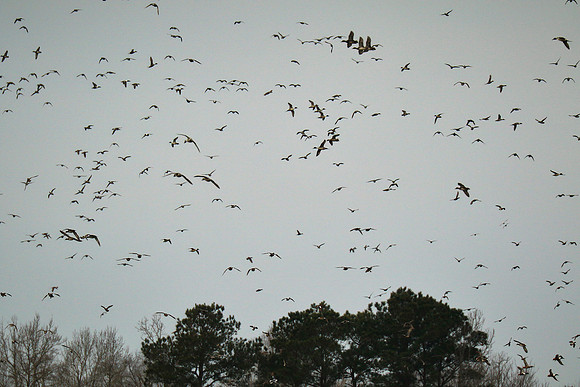 Shoveler Ducks, Mattamuskeet National Wildlife Refuge, NC