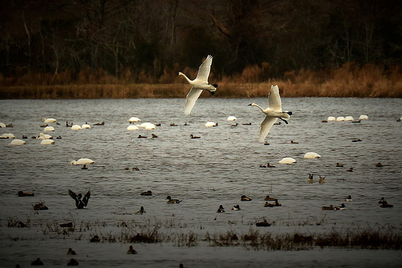 Tundra Swans, Mattamuskeet National Wildlife Refuge, NC