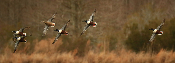 Shoveler Ducks, Mattamuskeet National Wildlife Refuge, NC