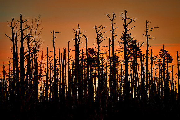 Prescribed burn (2009), Alligator River National Wildlife Refuge, NC