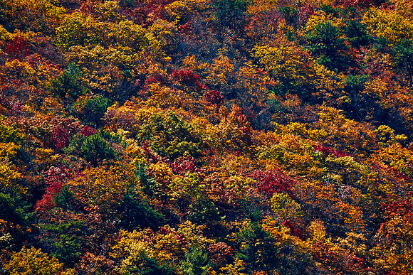 Fall Color, Blue Ridge Parkway
