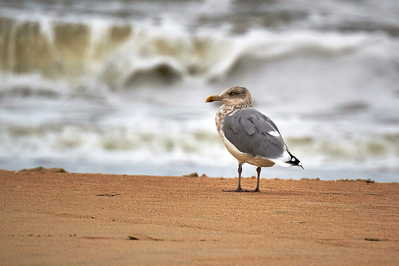 Outer Banks, NC — during Hurricane Joaquin