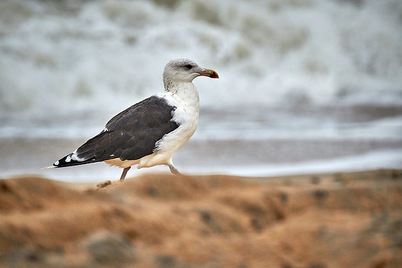 Outer Banks, NC — during Hurricane Joaquin