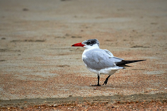 Outer Banks, NC — during Hurricane Joaquin
