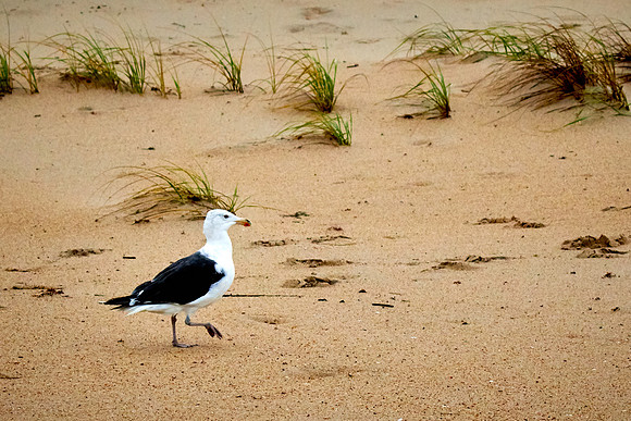 Outer Banks, NC — during Hurricane Joaquin