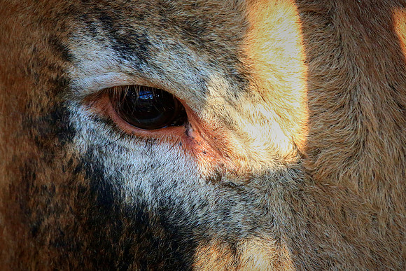 North Carolina Bull Riding