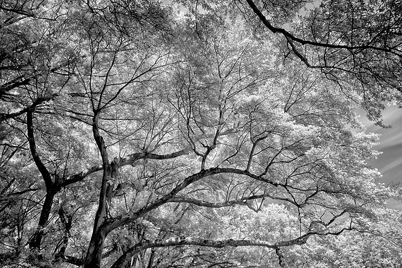 Davidson College - Infrared
