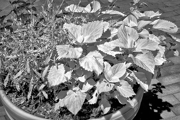 Davidson College - Infrared