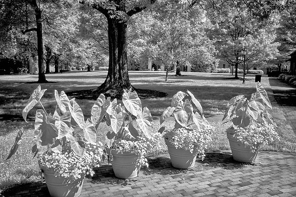Davidson College - Infrared