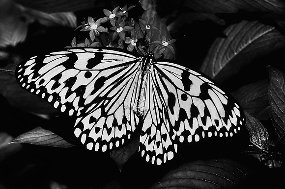 Magic Wings Butterfly House, Durham, NC