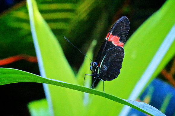 Magic Wings Butterfly House, Durham, NC