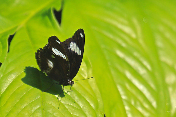 Magic Wings Butterfly House, Durham, NC