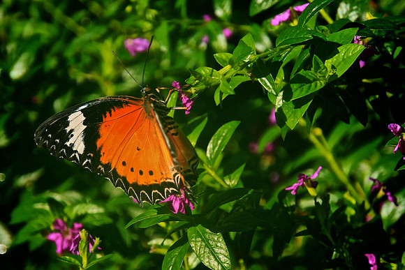 Magic Wings Butterfly House, Durham, NC
