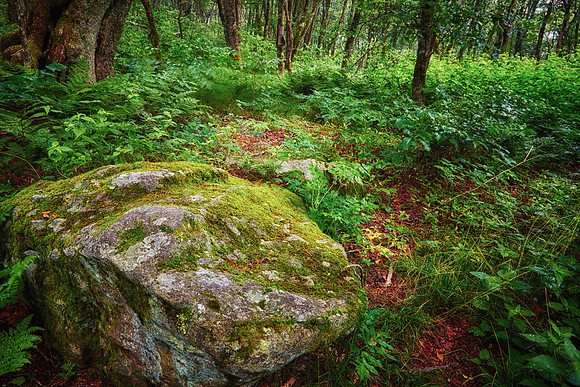 Blue Ridge Parkway, NC