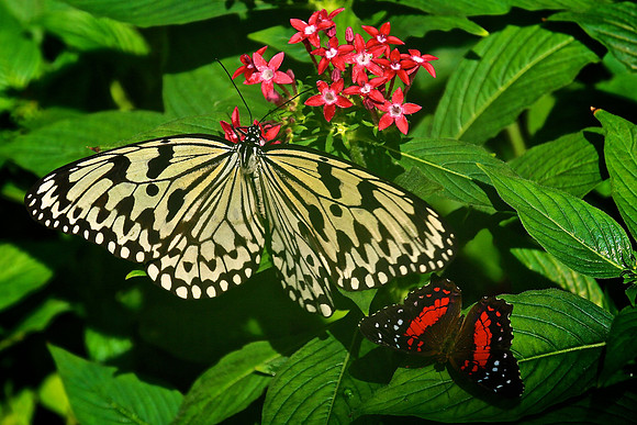 Magic Wings Butterfly House, Durham, NC