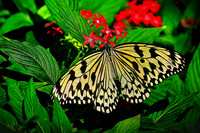 2015 Jan - Magic Wings Butterfly Conservatory