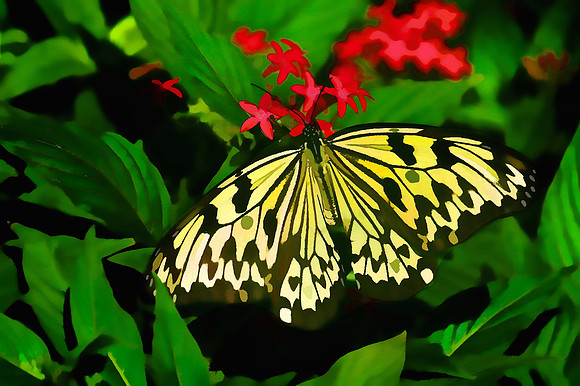 Magic Wings Butterfly House, Durham, NC